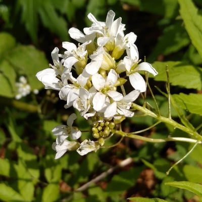 Cardamine leucantha — flower