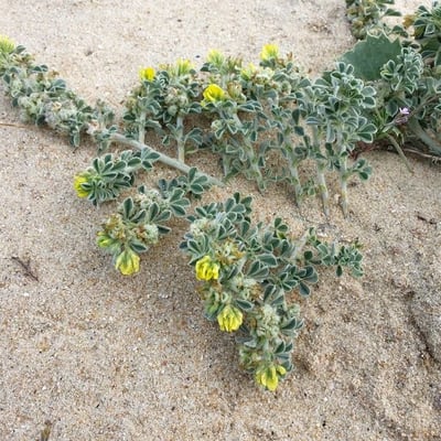 Medicago marina — flower