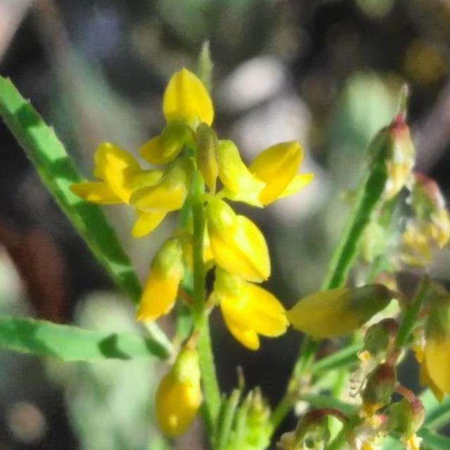 Melilotus neapolitanus — flower