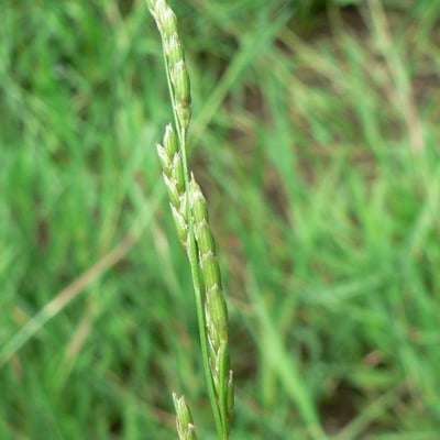 Glyceria declinata — flower