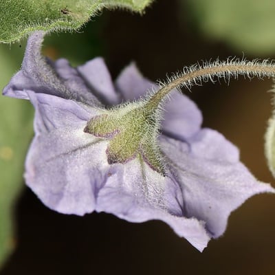 Solanum umbelliferum — flower