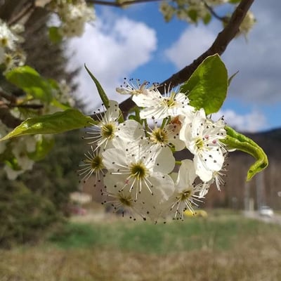 Pyrus calleryana — flower