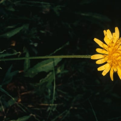Agoseris glauca — flower
