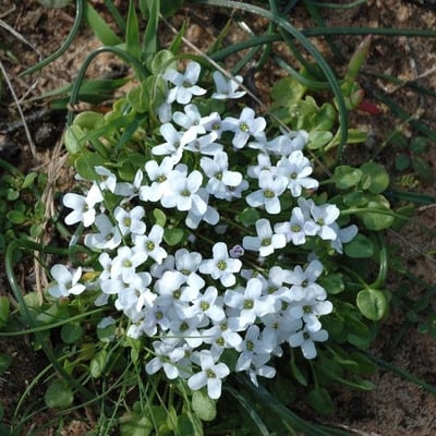 Hornungia alpina — flower