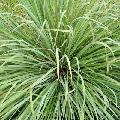 Cymbopogon nardus — leaf