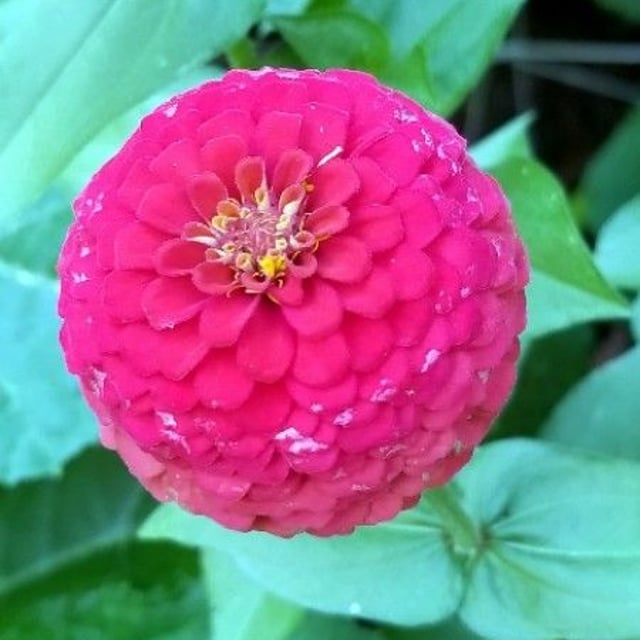 Zinnia peruviana — flower
