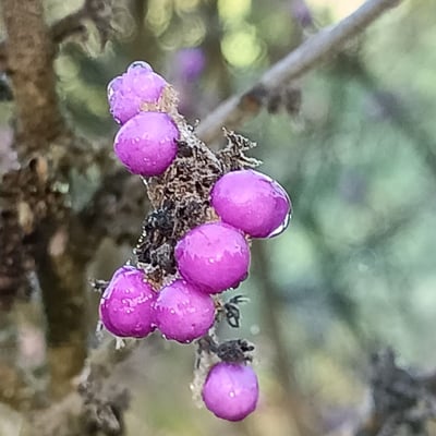 Callicarpa mollis — fruit