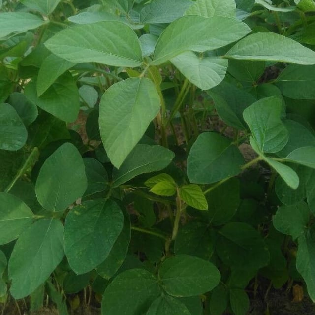 Glycine max — flower