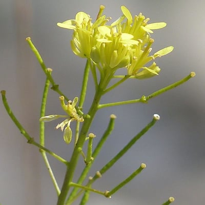 Erucastrum gallicum — flower