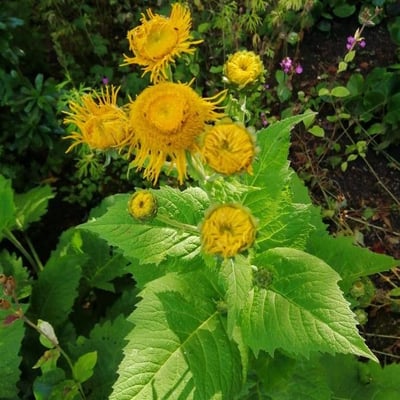Telekia speciosa — flower