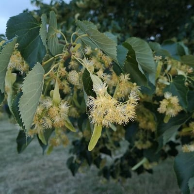 Tilia amurensis — leaf
