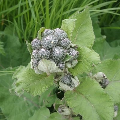Arctium tomentosum — flower