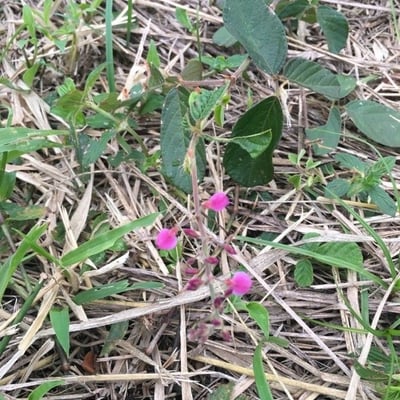 Desmodium incanum — flower