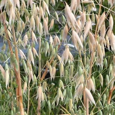 Avena sativa — flower