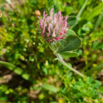 Trifolium hirtum — flower