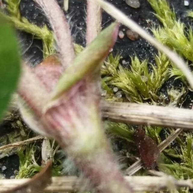 Trifolium subterraneum — bark