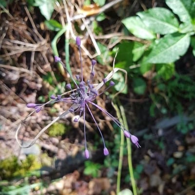 Allium carinatum — flower