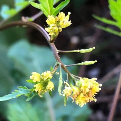 Rorippa palustris — flower