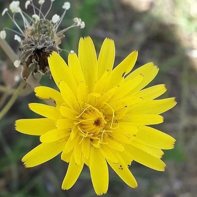 Sonchus tenerrimus — flower