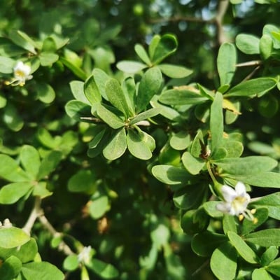 Lycium ferocissimum — flower
