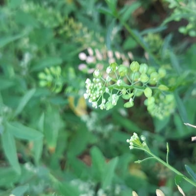 Lepidium virginicum — flower