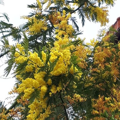 Acacia baileyana — flower