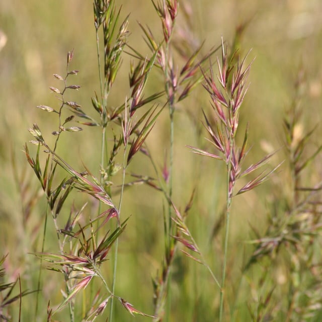 Festuca vivipara — flower