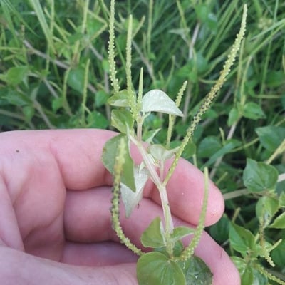 Peperomia pellucida — flower