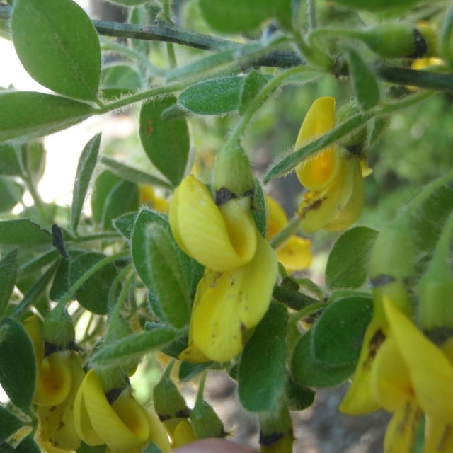 Cytisus villosus — flower