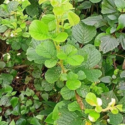 Rubus ellipticus — leaf