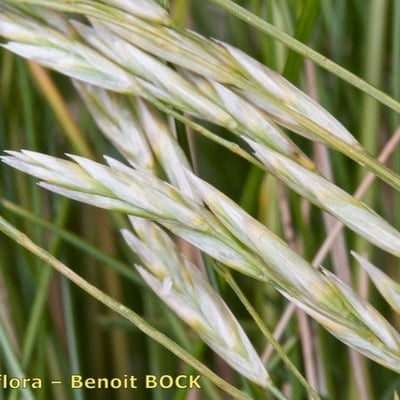 Festuca gautieri — flower