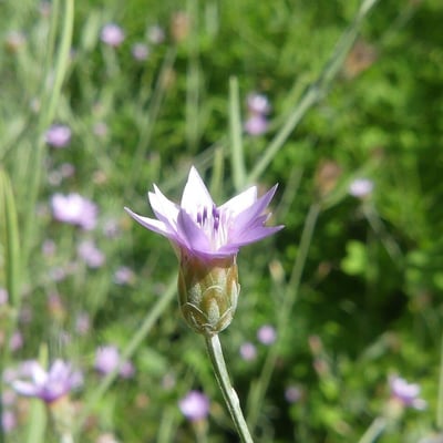Xeranthemum cylindraceum — flower