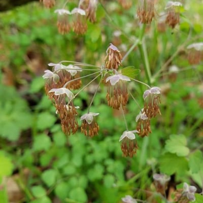 Thalictrum dioicum — flower