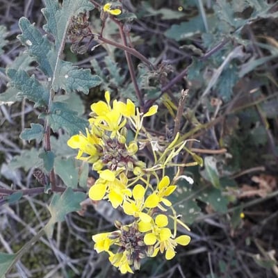 Erucastrum nasturtiifolium — flower