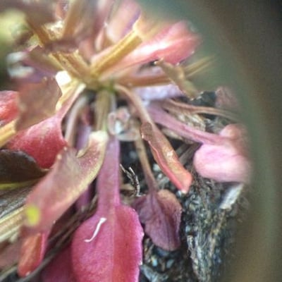 Cochlearia groenlandica — flower