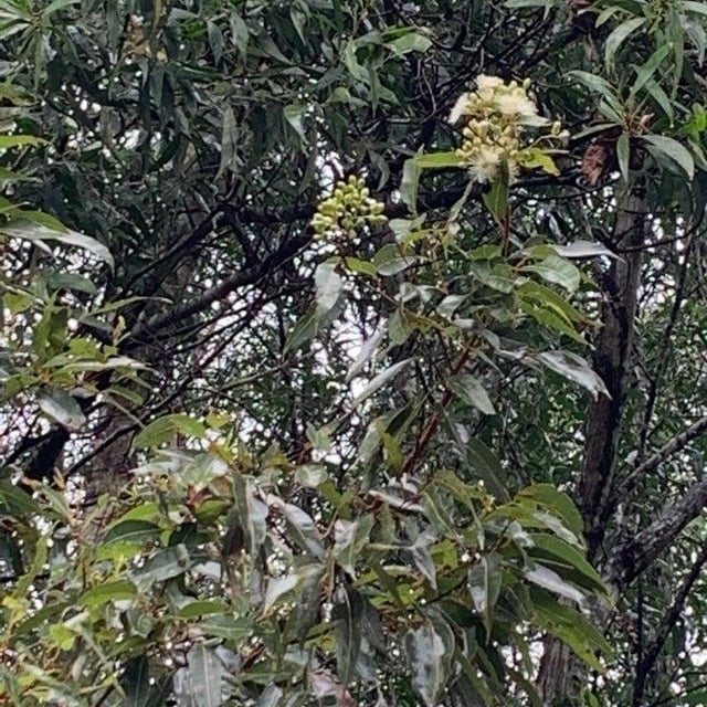 Corymbia intermedia — flower