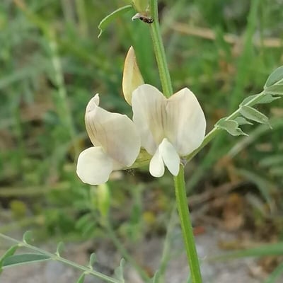 Vicia grandiflora — flower