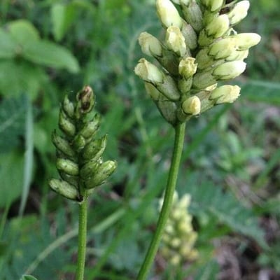 Astragalus alopecurus — flower