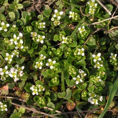 Cochlearia danica — flower