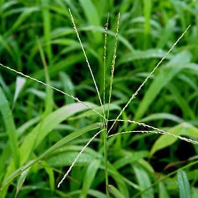 Digitaria horizontalis — fruit