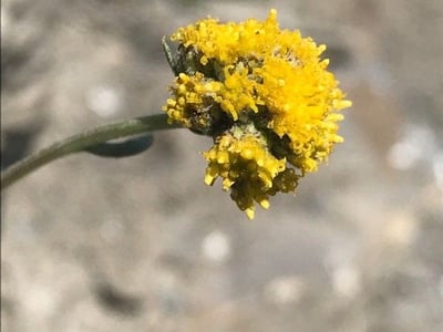 Artemisia glacialis