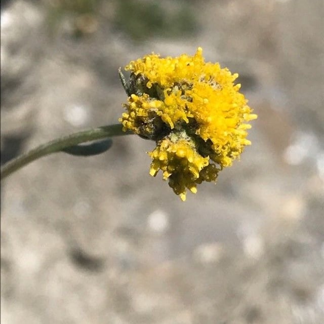Artemisia glacialis