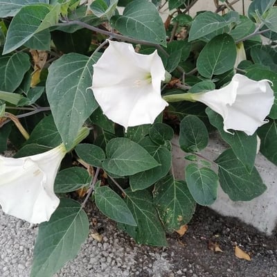 Datura innoxia — flower