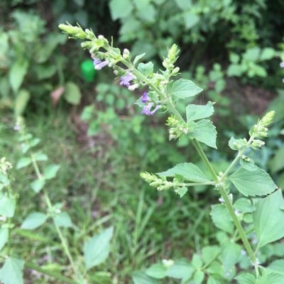 Scutellaria lateriflora — flower