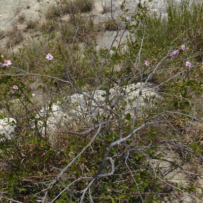 Corethrogyne filaginifolia — flower