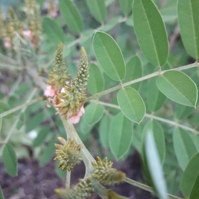 Indigofera suffruticosa — flower