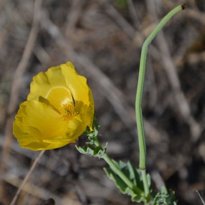 Glaucium flavum — flower