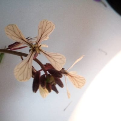 Eruca vesicaria — flower