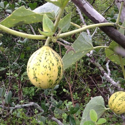 Cucurbita foetidissima — flower