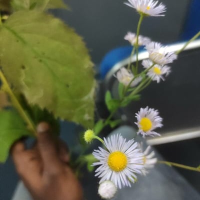 Erigeron strigosus — flower
